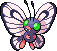 Papillon